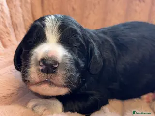 Bernedoodle dogs Xl health tested Bernedoodle puppy’s - Advert 7