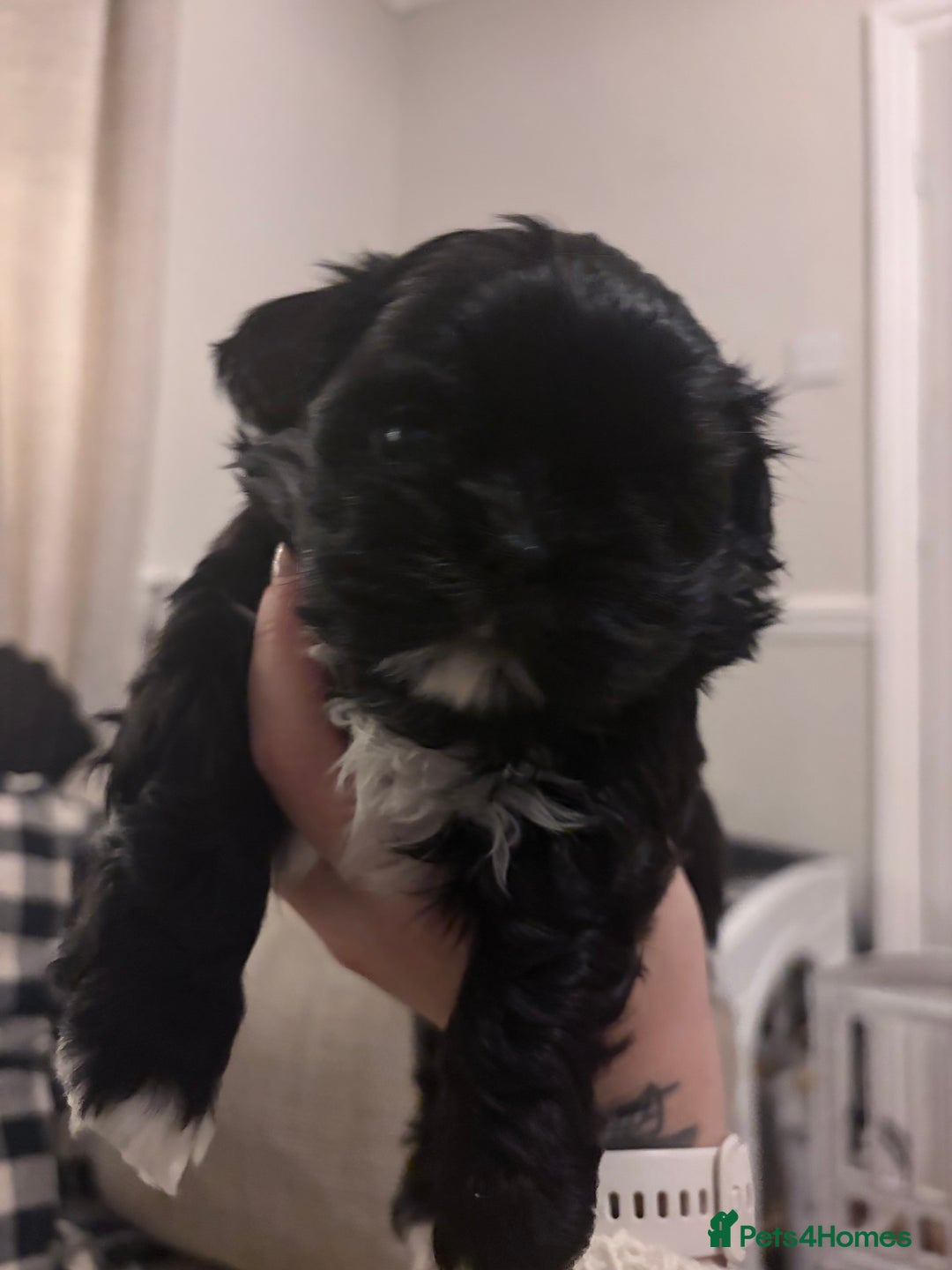 Shih Tzu dogs for sale: shih tzu boy for sale  - Advert 2