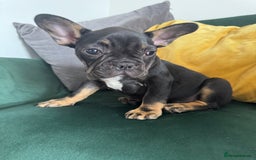 French Bulldog dogs for sale:  REDUCED, 1 GIRL LEFT French bulldog puppies  - Image 6