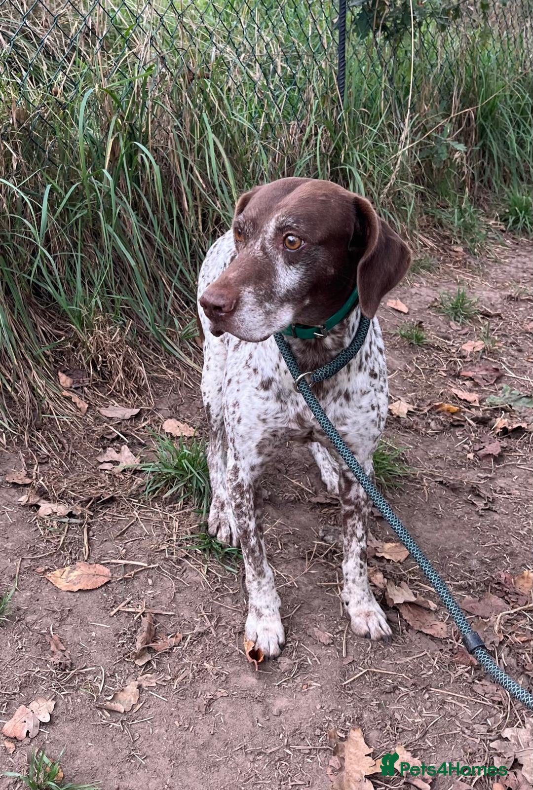 German Shorthaired Pointer dogs for adoption: Romero - Image 8