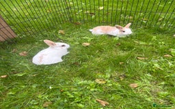 Rex rabbits for sale: Beautiful dwarf lop and mini rex babies  - Image 11