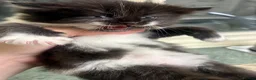 Turkish Angora cats for sale: Turkish angora mix - Advert 19