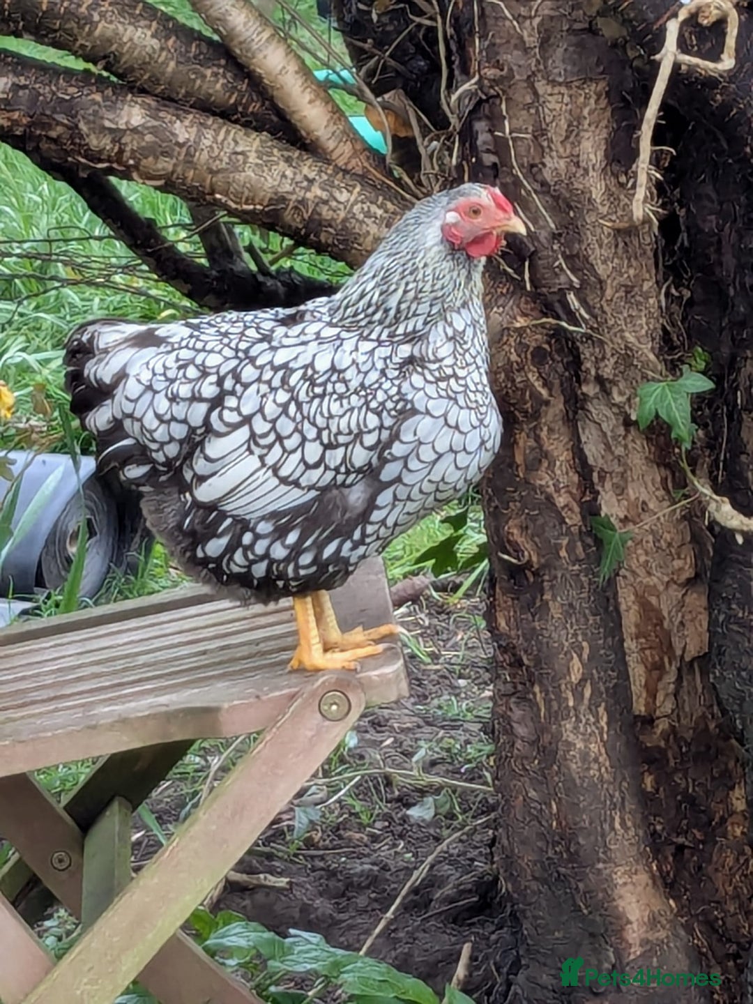 Chickens poultry for sale: Welsummer,Silver Laced Wyndottes,Lemon PyleBrahmas in Boston - Image 4