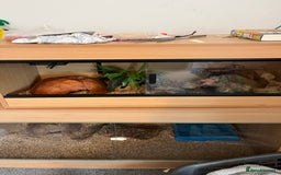 Python Snake reptiles for sale: Ball/royal python - Image 4