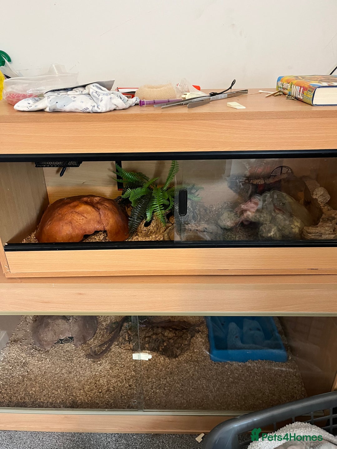 Python Snake reptiles for sale: Ball/royal python - Image 4