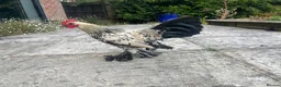 Chickens poultry for sale: 2 lovely sablepoot cockerels in Haywards Heath - Advert 4