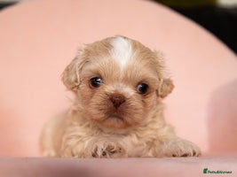 Shih Tzu dogs - Advert 3