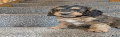 Cockapoo 6