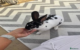 Dutch rabbits for sale: Urgent rehome 2 bonded indoor rabbits in Telford - Image 10