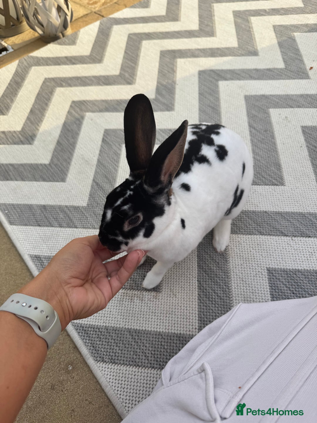 Dutch rabbits for sale: Urgent rehome 2 bonded indoor rabbits in Telford - Image 10