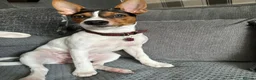 Jack Russell dogs for sale: 5 Stunning Tradition Jack Russell Puppies - Advert 18