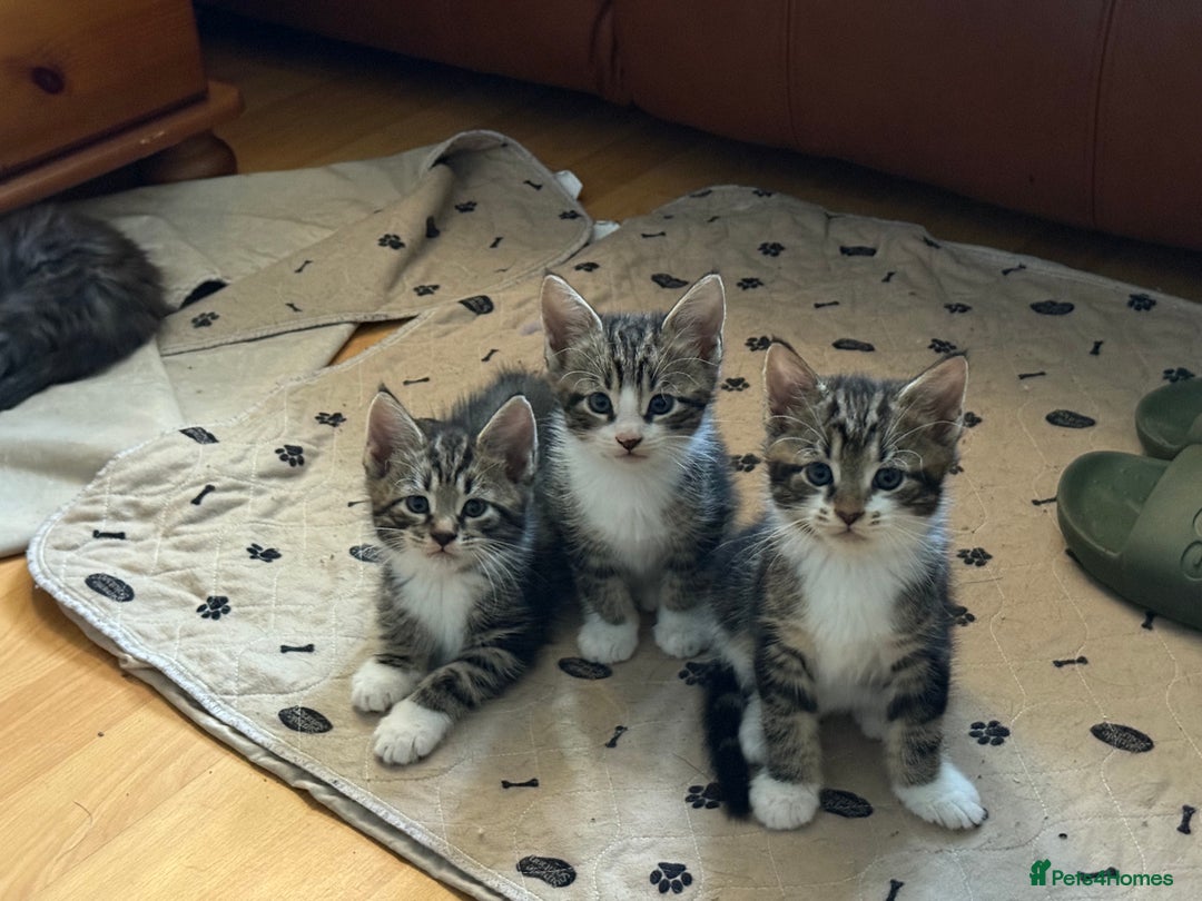 Maine Coon cats for sale: Russian Maine Coon Mixed  - Image 9