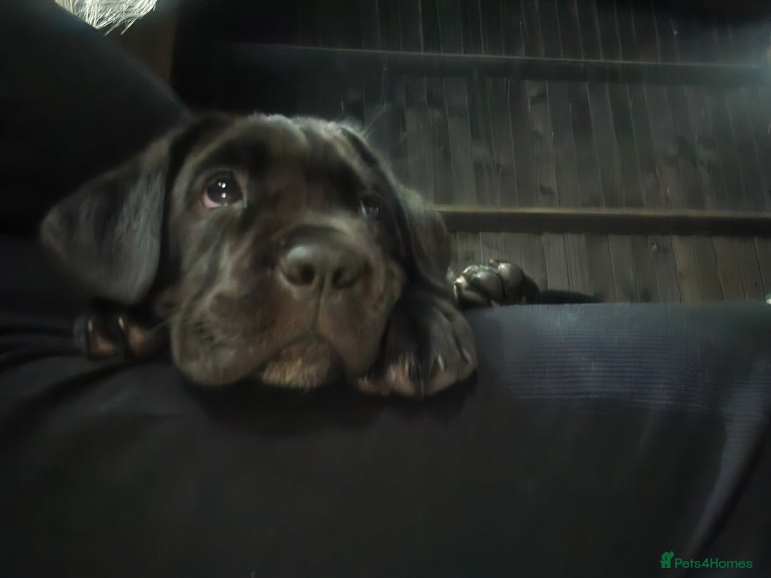 Cane Corso dogs for sale: Cane corso puppies  - Image 6