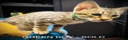 Savannah cats for sale: F5 Savannah girl and boy kittens  in Bradford - Advert 9