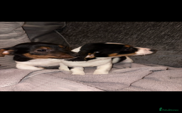 Jack Russell dogs for sale: Jack Russell puppies  - Advert 1