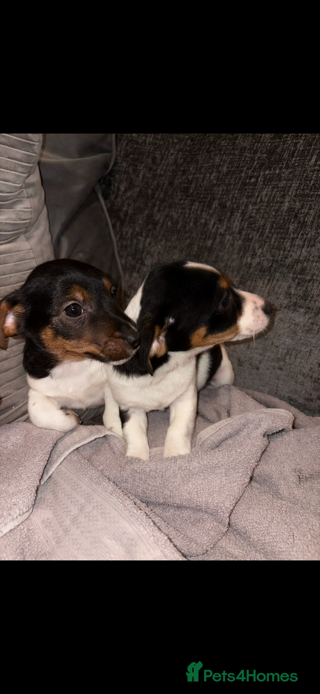 Jack Russell dogs for sale: Jack Russell puppies  - Advert 1