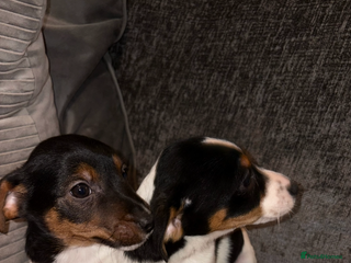 Jack Russell dogs Jack Russell puppies - Advert 16