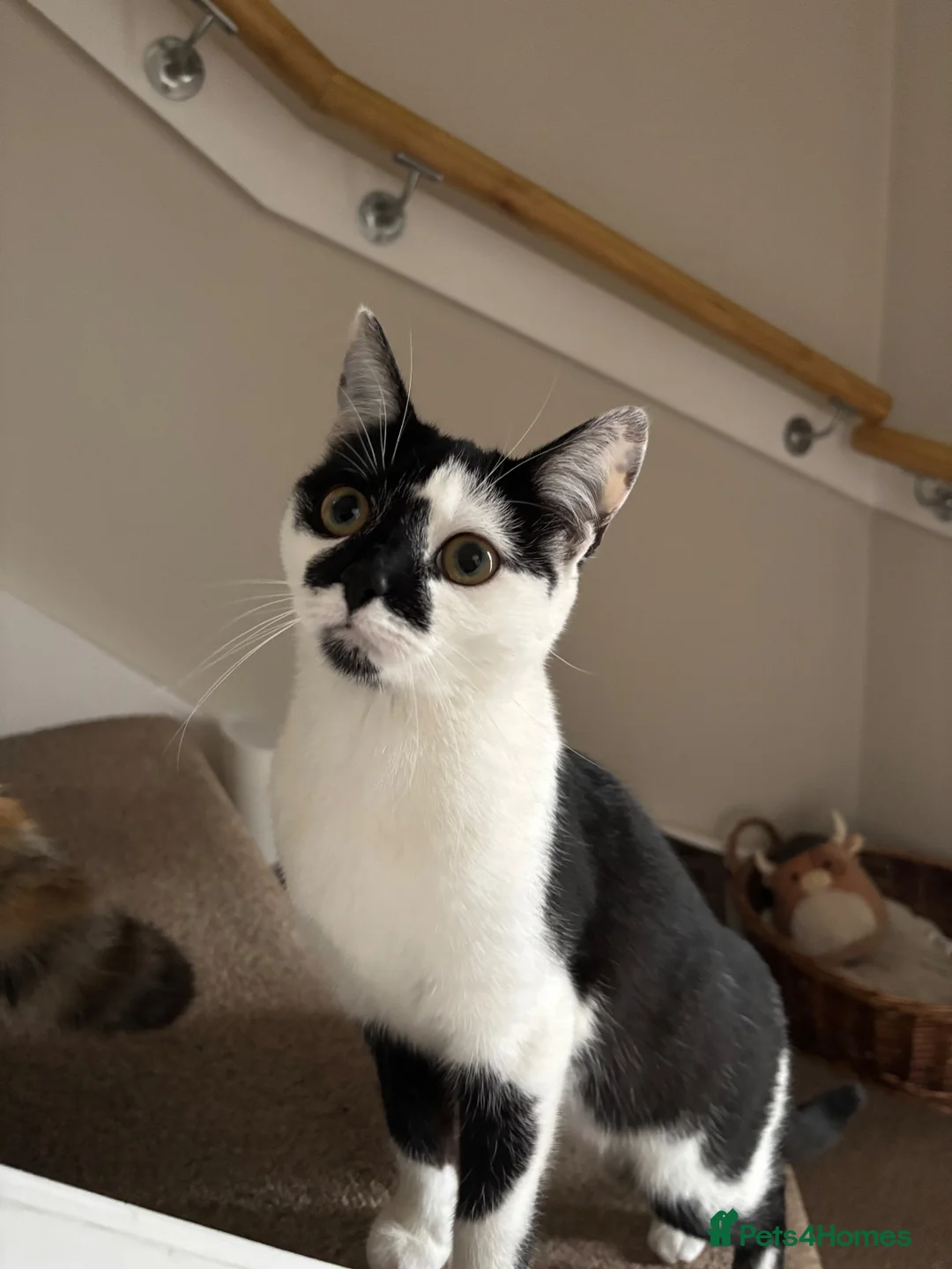 Mixed Breed cats for sale: 5 Kittens  in Lochgelly - Advert 1