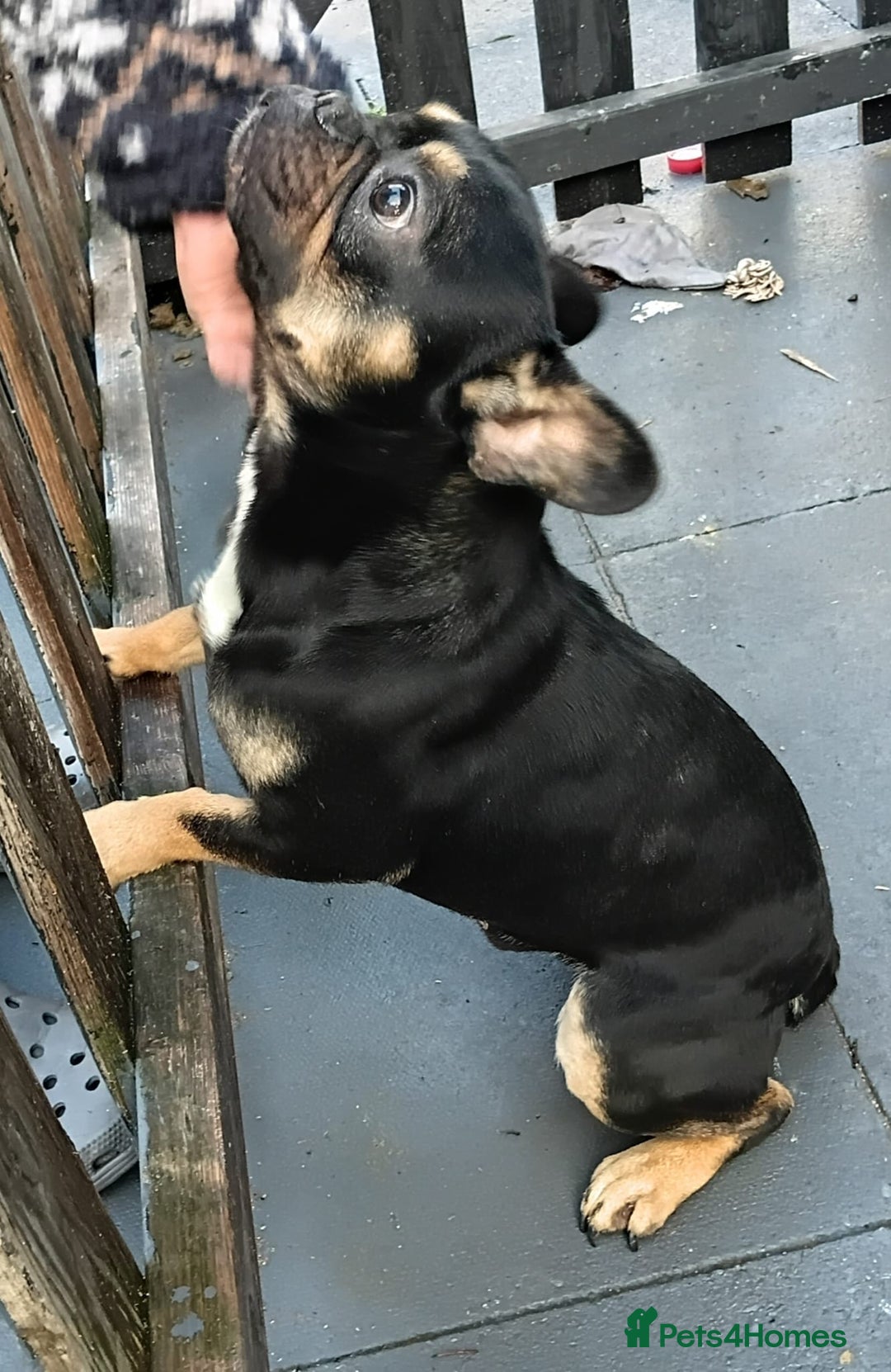 French Bulldog dogs for sale: French bulldog 16 months old  - Advert 3