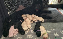 Cockapoo dogs for sale: cockapoo F2 puppies - Image 10