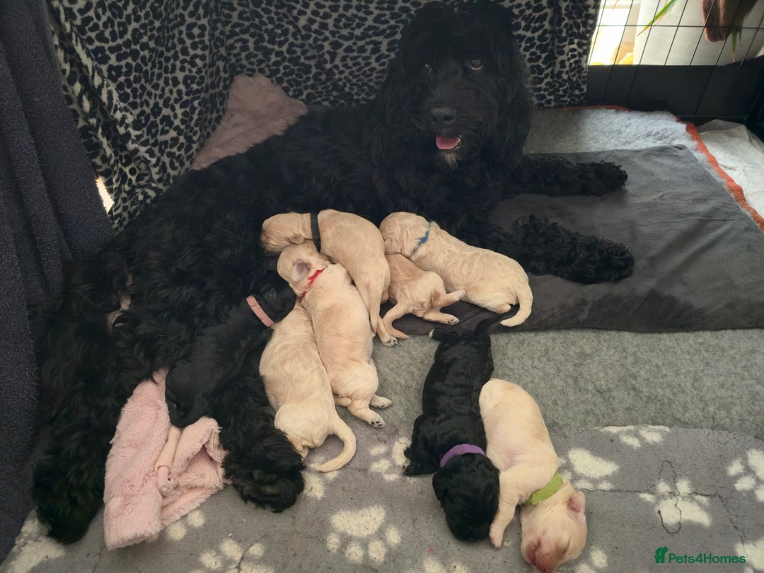 Cockapoo dogs for sale: cockapoo F2 puppies - Image 10