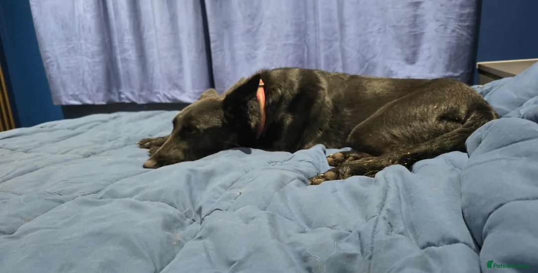 Mixed Breed dogs for adoption: NELLIE - Advert 4