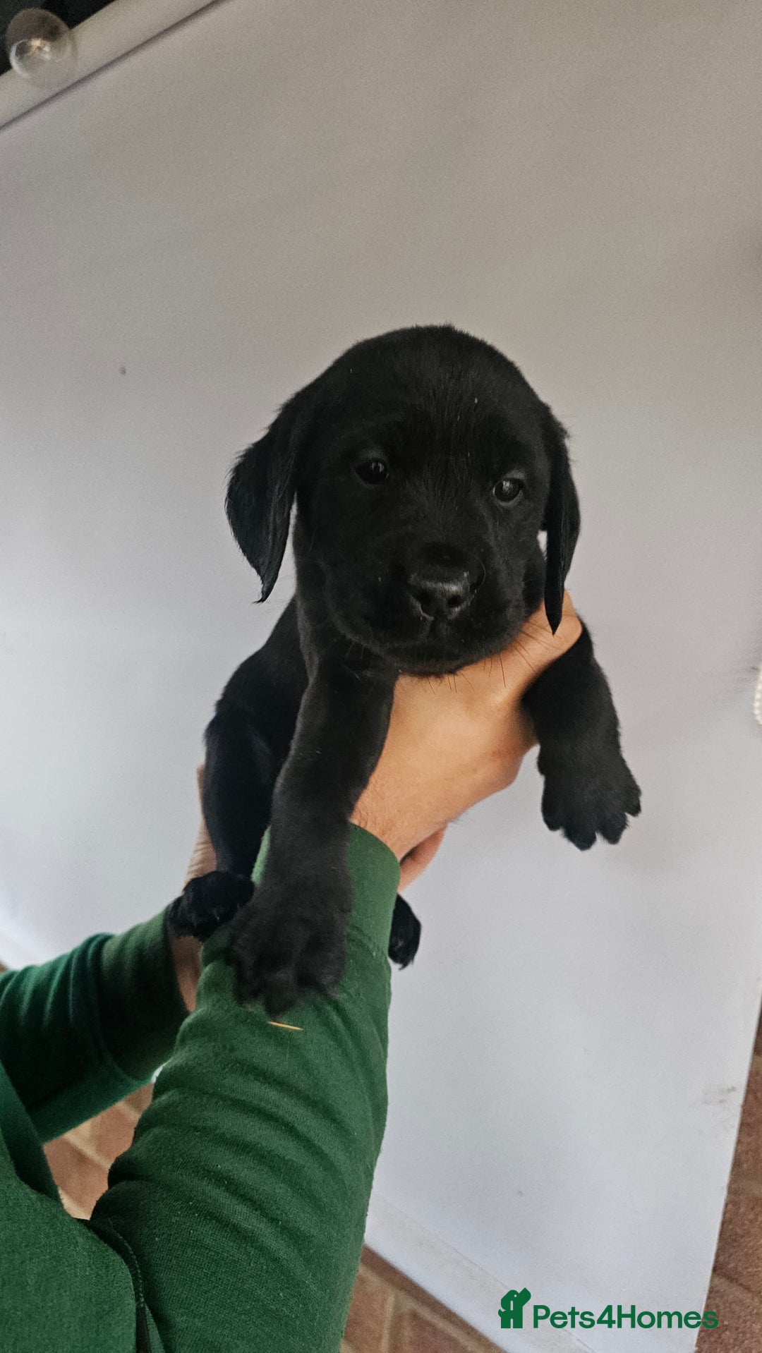 Labrador Retriever dogs for sale: Stunning 9 Labradors puppies  - Advert 3
