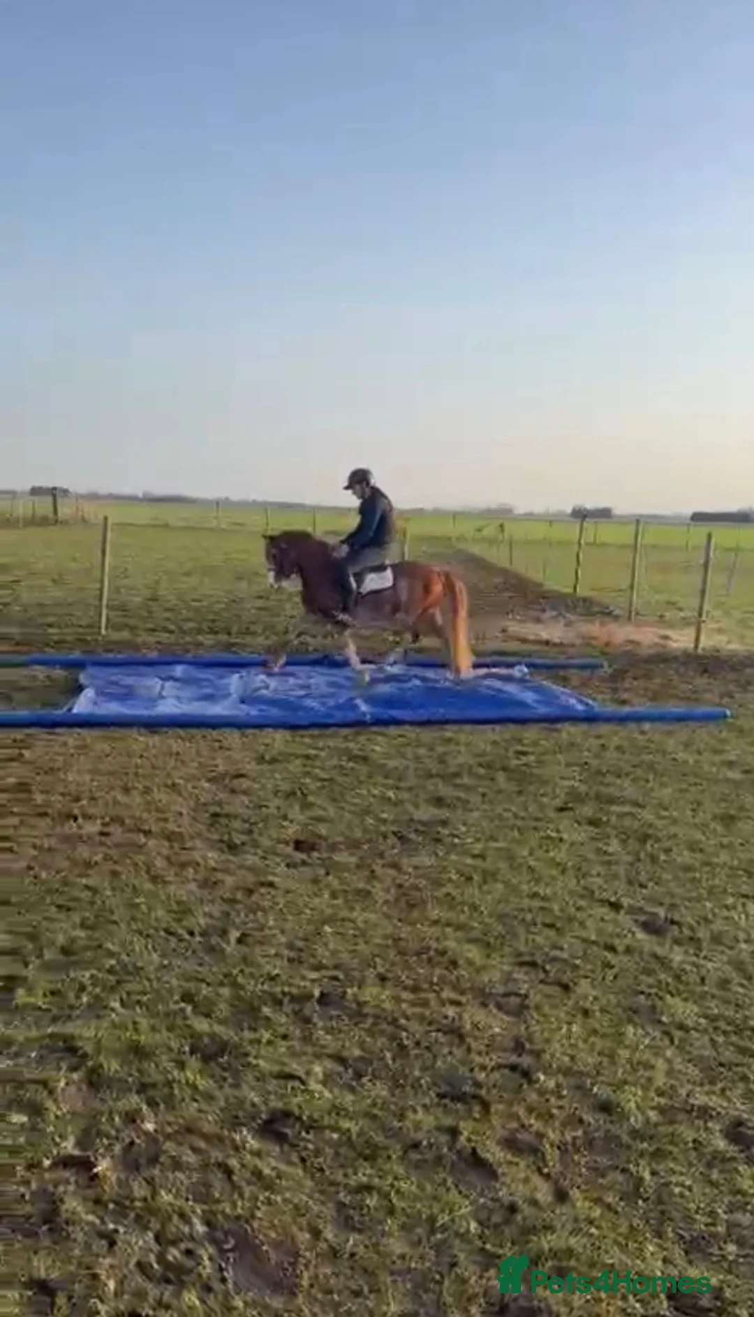 Welsh Section C horses for sale: Talented, flashy 128 pony club/bsja potential.  - Advert 2