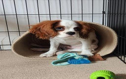 Cavalier King Charles Spaniel dogs for sale: 8 month male Cavalier purebred. - Image 1