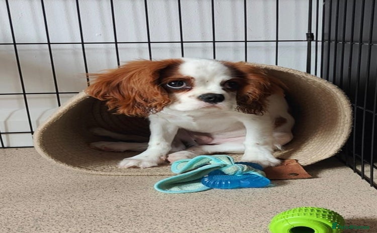 Cavalier King Charles Spaniel dogs - Advert 12
