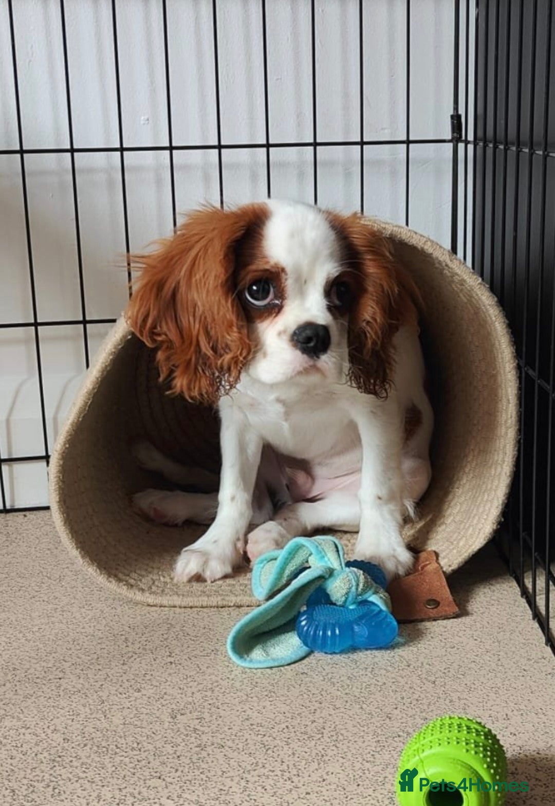 Cavalier King Charles Spaniel dogs for sale: 8 month male Cavalier purebred. - Image 1
