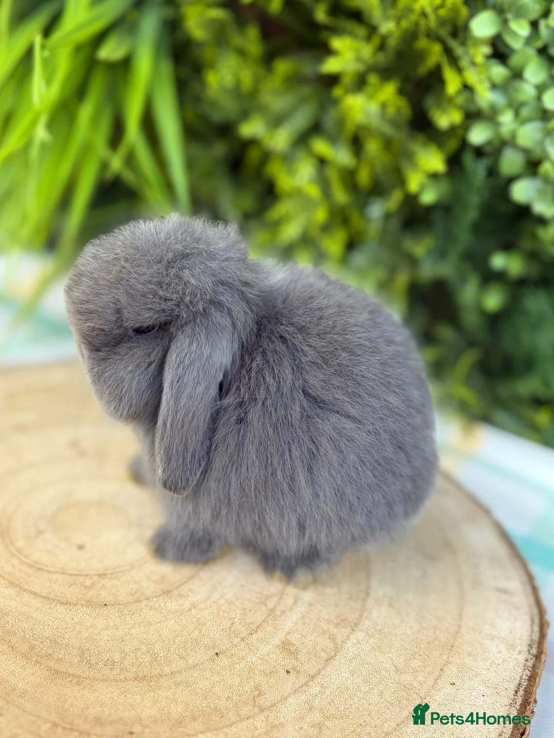 Mini Lop rabbits for sale: Mini Lops - Advert 4