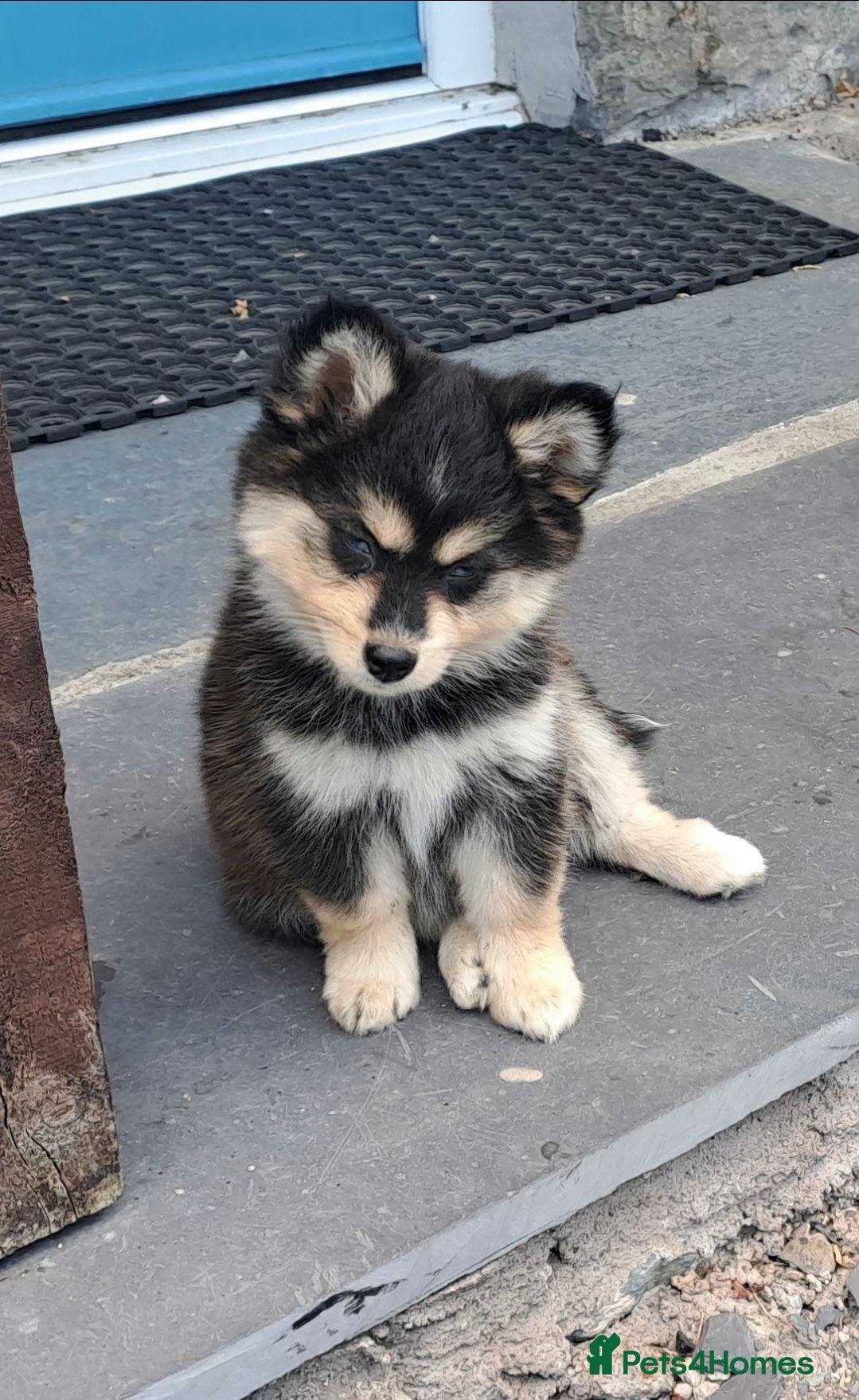 Pomsky dogs Just 3 pups left- 2 girls and 1 boy, F4 Pomskys - Advert 5