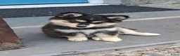 Pomsky dogs for sale: 🩷Last blue eyed F4 girl left!Health checked lines - Advert 8