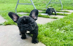 French Bulldog dogs for sale: 🏆KC registered, Standard French Bulldog Puppies🏆 - Image 15