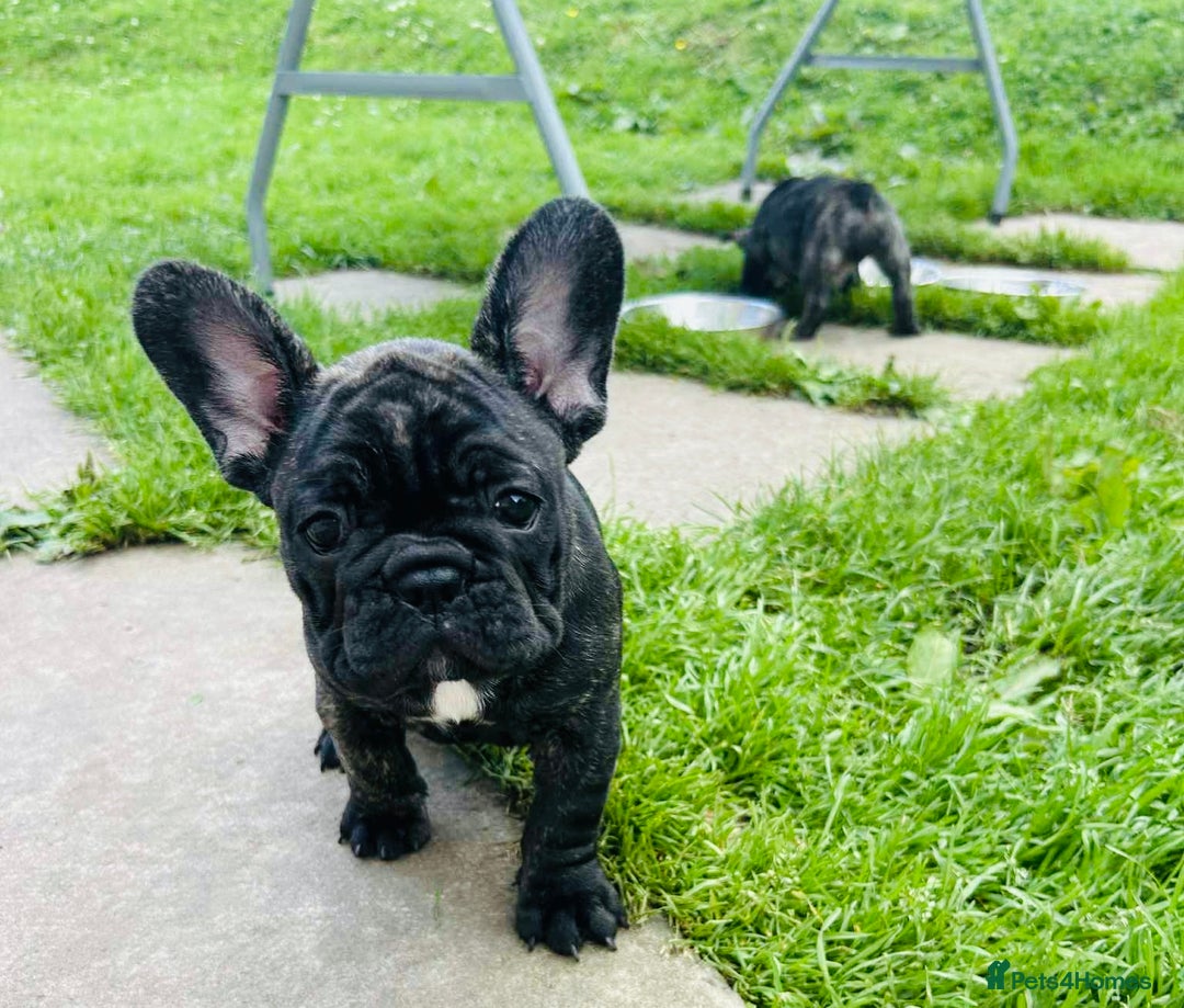 French Bulldog dogs for sale: 🏆KC registered, Standard French Bulldog Puppies🏆 - Image 15
