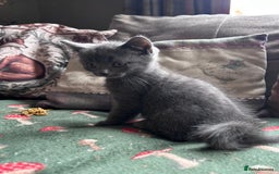 British Shorthair cats for sale: BSH cross  - Image 6