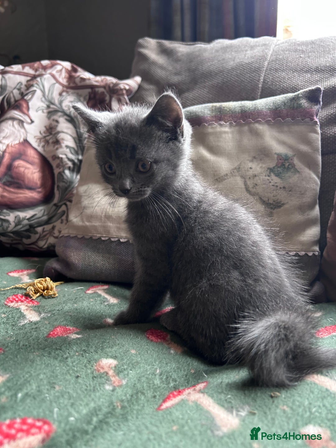 British Shorthair cats for sale: BSH cross  - Image 6