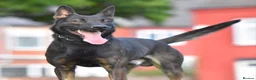 Mixed Breed dogs for sale: 🔥 PH1 BULLHERDERS BREEDING 🔥 - Advert 29