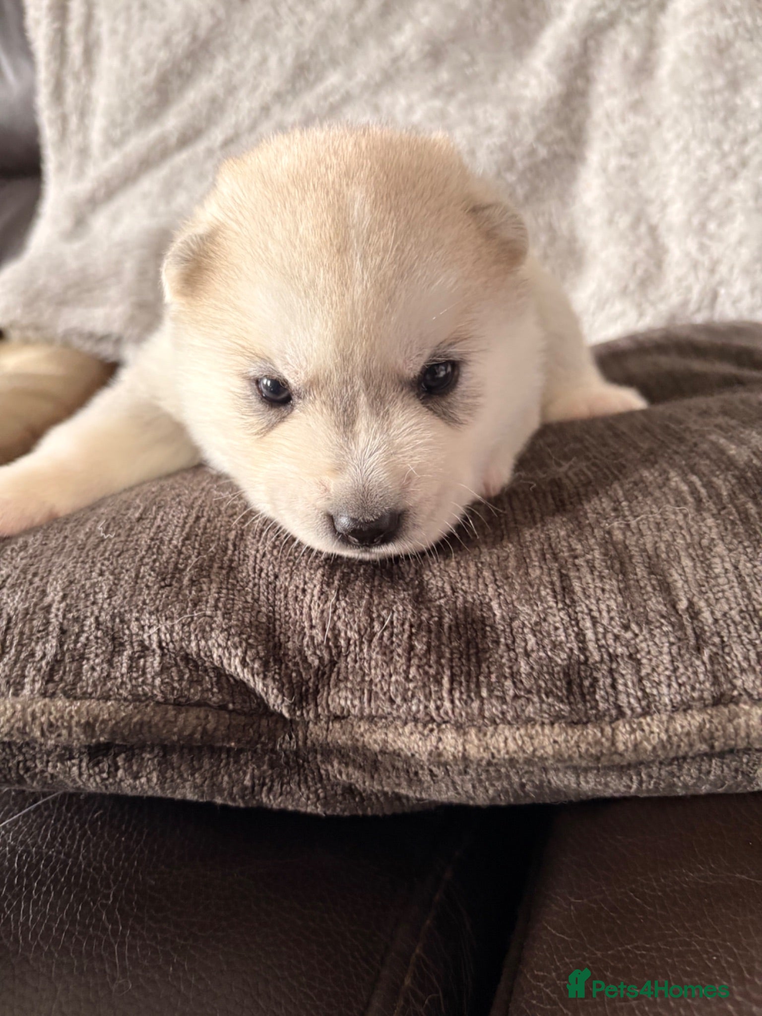 Siberian Husky dogs Kc registered  Siberian husky puppy boy  - Advert 15
