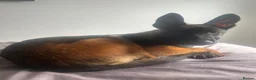 Belgian Shepherd Dog dogs for sale: 6 month old Belgian Malinois  - Advert 8
