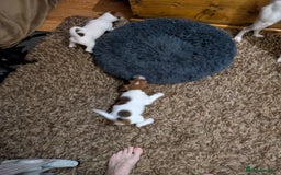 Mixed Breed dogs for sale: F1 jackcain  - Advert 2