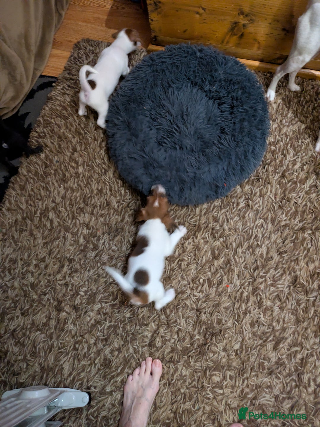 Mixed Breed dogs for sale: F1 jackcain  - Advert 2