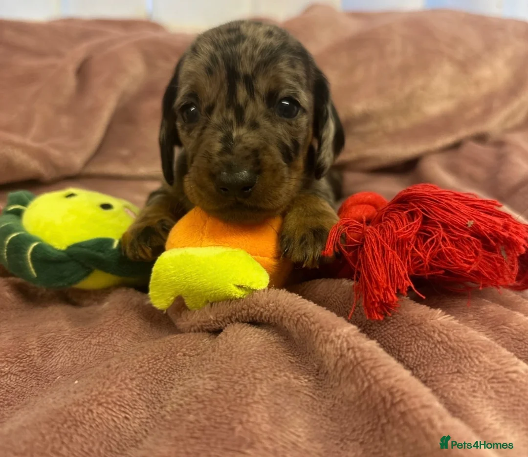 Miniature Dachshund dogs for sale: Miniature dashchunds - Advert 4