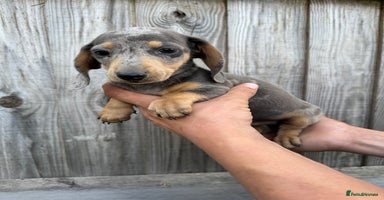 Miniature Dachshund dogs - Advert 13