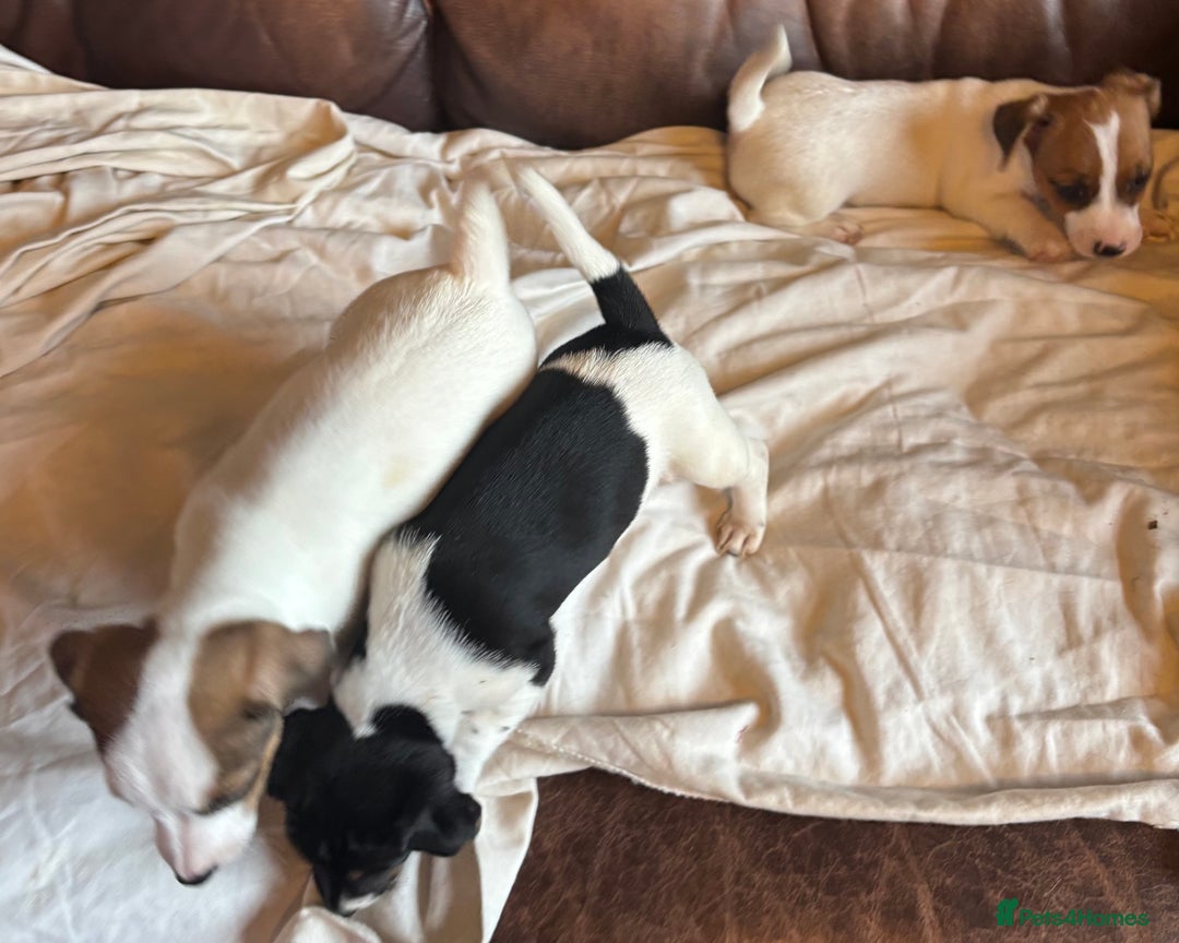 Jack Russell dogs for sale: Jack Russell puppies for sale - Image 11