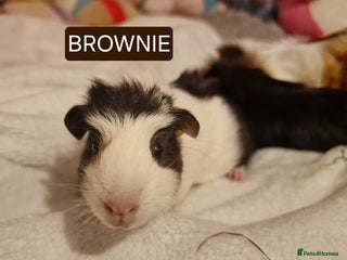 Guinea Pig rodents male guineas - Advert 4