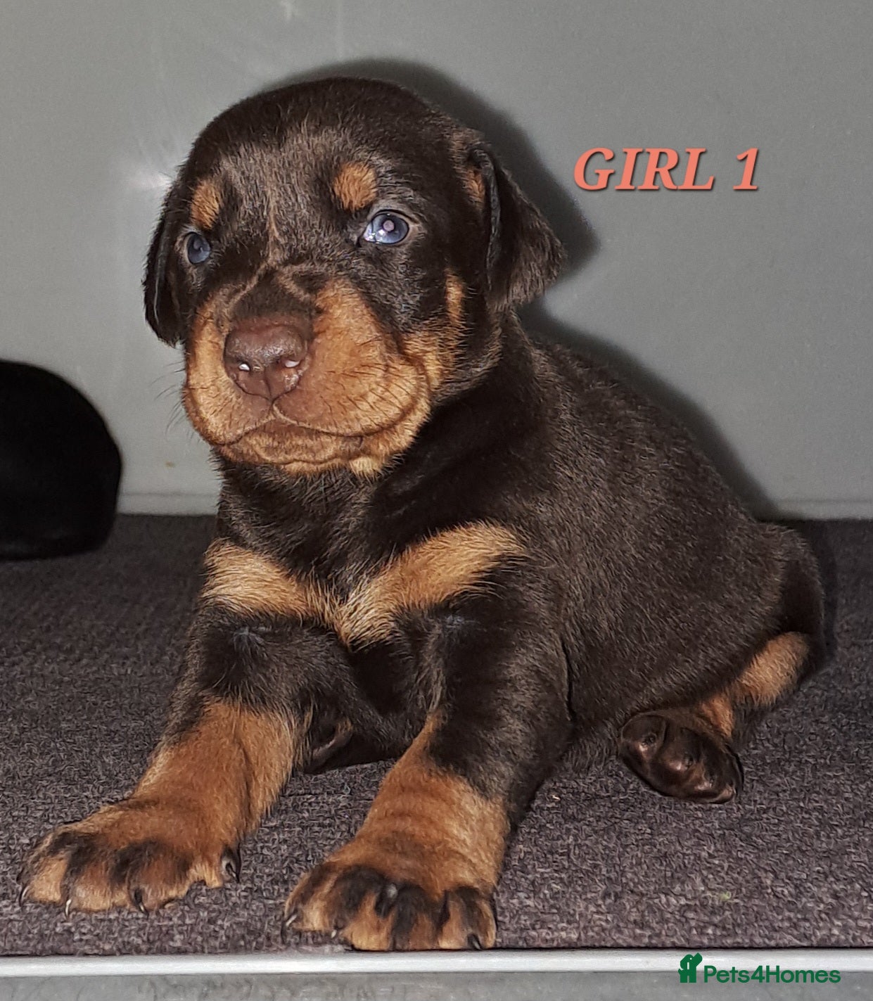 Dobermann dogs Doberman puppies  - Advert 3