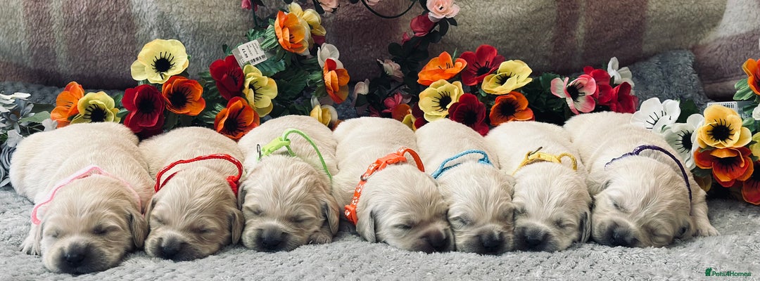 Golden Retriever dogs for sale: Fully health tested clear golden retriever puppies - Image 22