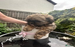 Shihpoo dogs for sale: Adorable Shihpoo Puppies - Image 7